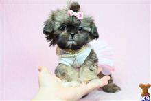 shih tzu puppy posted by puppyheavenla