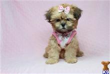 shih tzu puppy posted by puppyheavenla