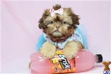 shih tzu puppy posted by puppyheavenla