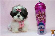 shih tzu puppy posted by puppyheavenla