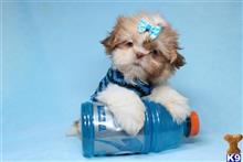 shih tzu puppy posted by puppyheavenla