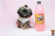 shih tzu puppy posted by puppyheavenla