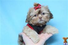 shih tzu puppy posted by puppyheavenla