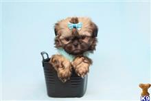 shih tzu puppy posted by puppyheavenla