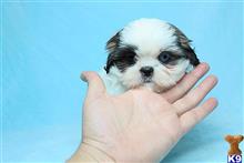 shih tzu puppy posted by puppyheavenla