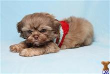shih tzu puppy posted by puppyheavenla