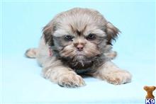 shih tzu puppy posted by puppyheavenla