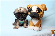 shih tzu puppy posted by puppyheavenla