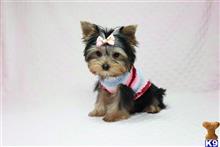 yorkshire terrier puppy posted by puppyheavenla