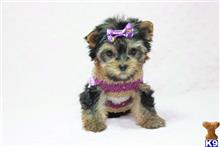 yorkshire terrier puppy posted by puppyheavenla