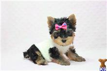 yorkshire terrier puppy posted by puppyheavenla