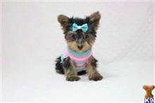 yorkshire terrier puppy posted by puppyheavenla