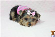 yorkshire terrier puppy posted by puppyheavenla