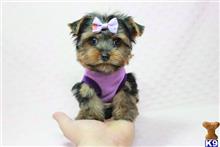 yorkshire terrier puppy posted by puppyheavenla