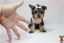 yorkshire terrier puppy posted by puppyheavenla