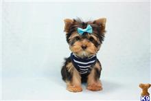 yorkshire terrier puppy posted by puppyheavenla