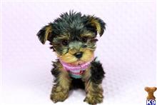yorkshire terrier puppy posted by puppyheavenla