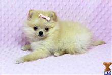 yorkshire terrier puppy posted by puppyheavenla