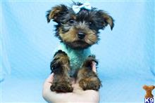 yorkshire terrier puppy posted by puppyheavenla