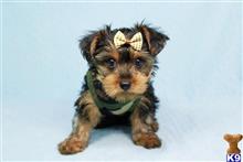 yorkshire terrier puppy posted by puppyheavenla