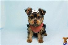 yorkshire terrier puppy posted by puppyheavenla