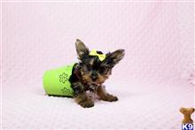 yorkshire terrier puppy posted by puppyheavenla