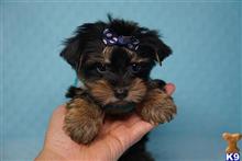 yorkshire terrier puppy posted by puppyheavenla