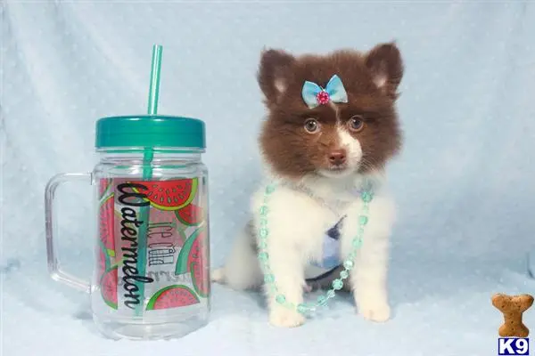 Pomeranian