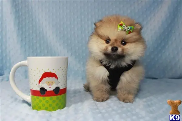 Pomeranian