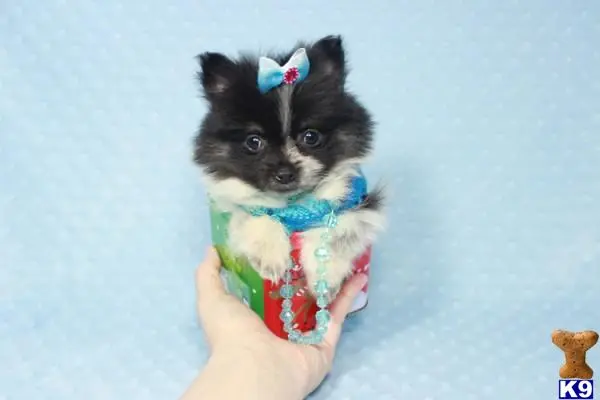 Pomeranian