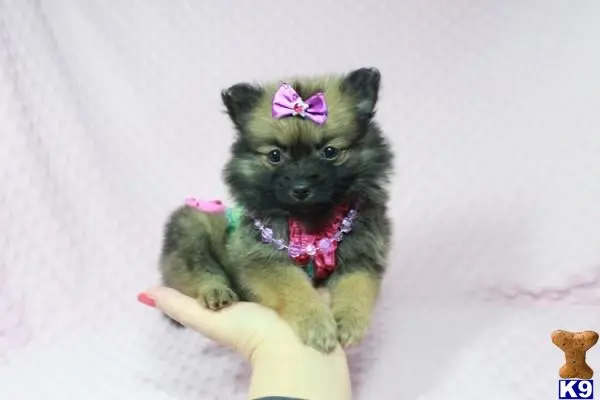 Pomeranian