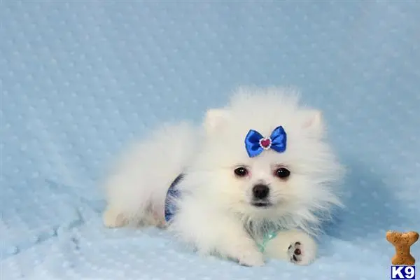 Pomeranian