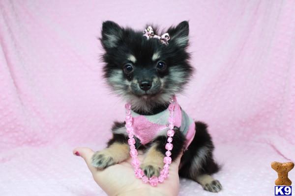 Pomeranian dog