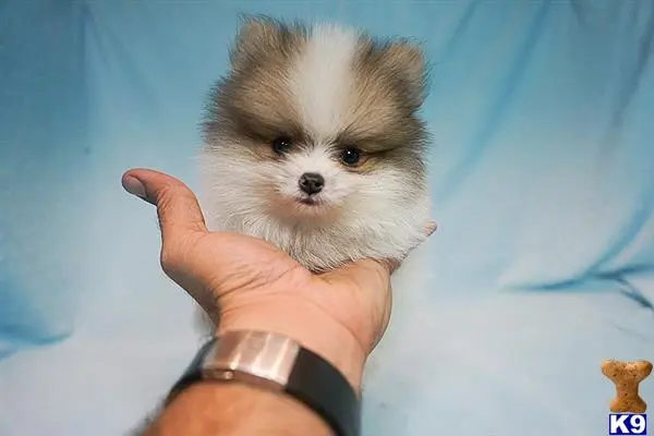 Pomeranian