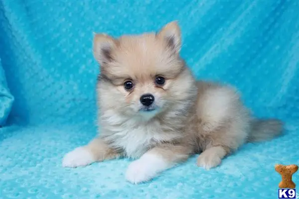 Pomeranian