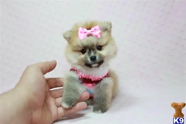 Pomeranian