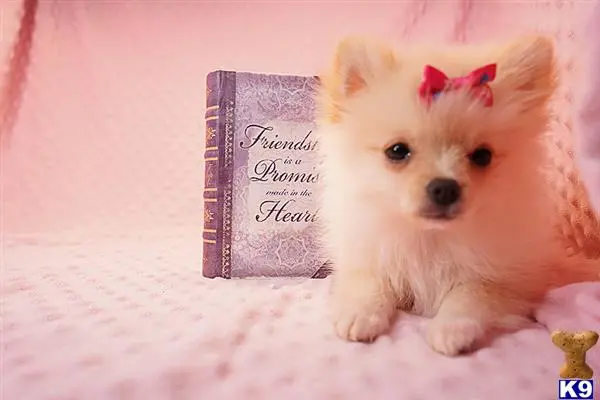 Pomeranian puppy for sale