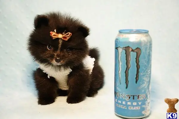 Pomeranian puppy for sale