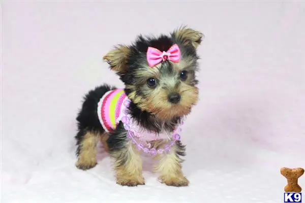 Yorkshire Terrier