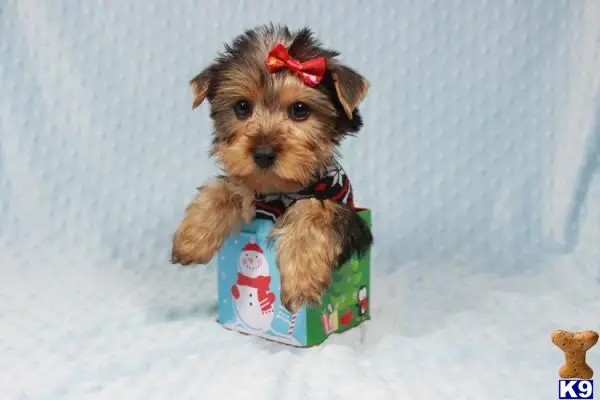 Yorkshire Terrier