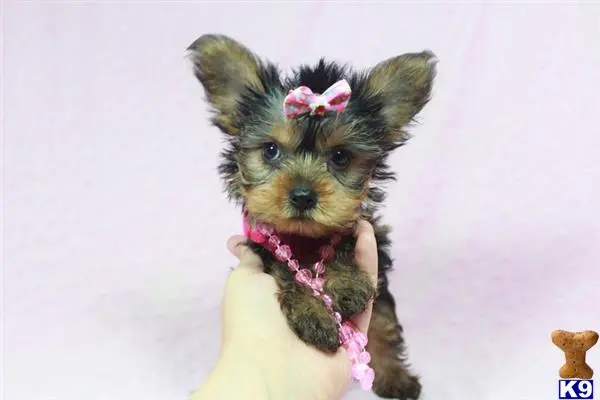 Yorkshire Terrier puppy for sale