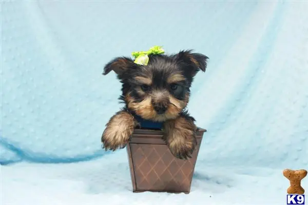 Yorkshire Terrier