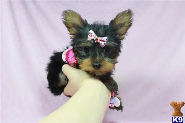 Yorkshire Terrier