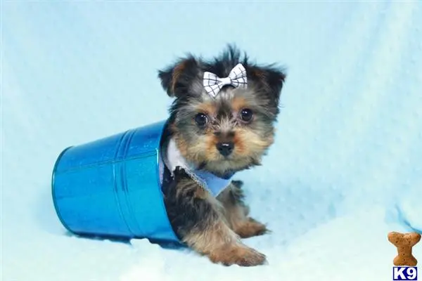 Yorkshire Terrier