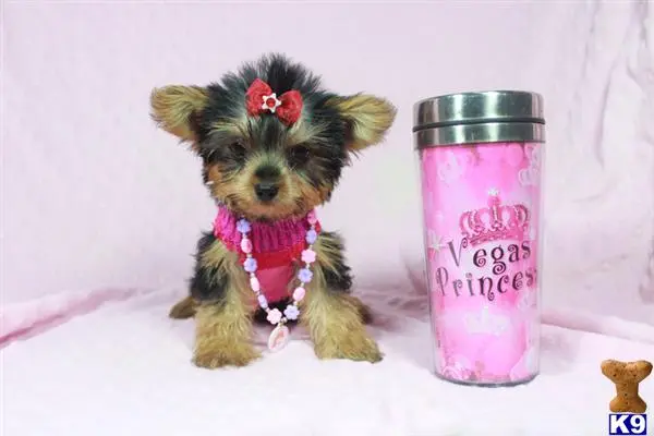 Yorkshire Terrier