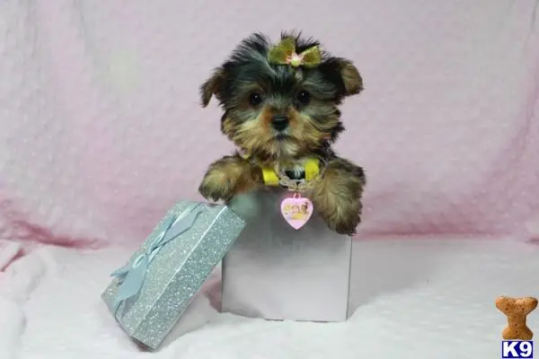 Yorkshire Terrier