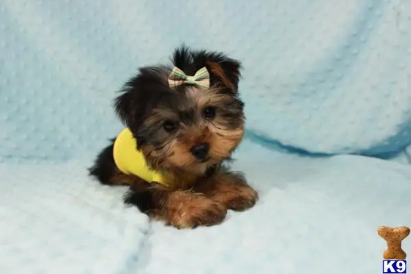 Yorkshire Terrier