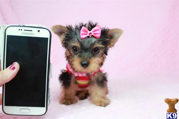 Yorkshire Terrier