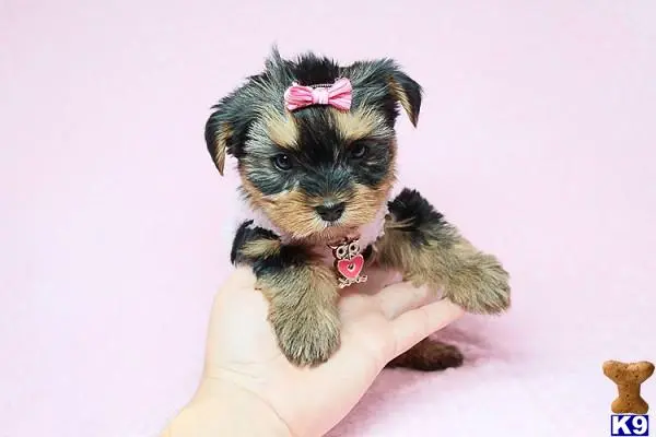 Yorkshire Terrier