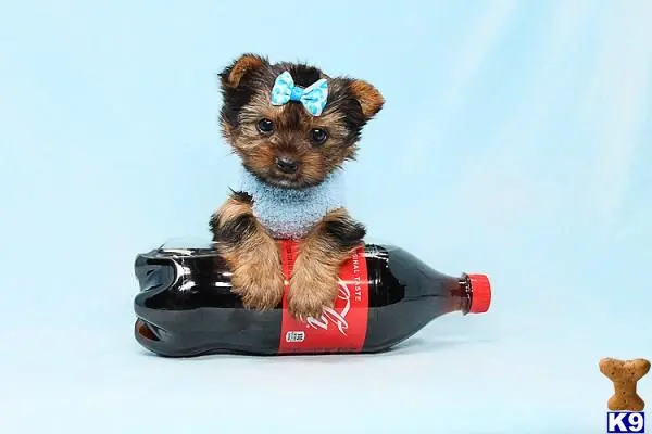 Yorkshire Terrier puppy for sale